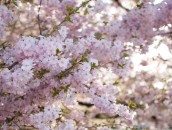 Japanische Zierkirsche  Japanese Cherry Blossoms : 24mm, 24mm f/1.4, 24mm1.4, ast, baum, blooming, blossom, blossoming, blossoms, blühend, blüten, branch, branches, bäume, cherry blossoms, flowering, frühling, japanese cherry, japanische kirsche, japanische zierkirsche, kirschblüten, pflanze, pflanzen, plant, plants, spring, tree, trees, zierkirsche, zweige, äste