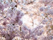 Japanische Zierkirsche  Japanese Cherry Blossoms : 24mm, 24mm f/1.4, 24mm1.4, ast, baum, blooming, blossom, blossoming, blossoms, blühend, blüten, branch, branches, bäume, cherry blossoms, flowering, frühling, japanese cherry, japanische kirsche, japanische zierkirsche, kirschblüten, pflanze, pflanzen, plant, plants, spring, tree, trees, zierkirsche, zweige, äste