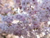 Japanische Zierkirsche  Japanese Cherry Blossoms : 24mm, 24mm f/1.4, 24mm1.4, baum, blooming, blossom, blossoming, blossoms, blühend, blüten, bäume, cherry blossoms, flowering, frühling, japanese cherry, japanische kirsche, japanische zierkirsche, kirschblüten, pflanze, pflanzen, plant, plants, spring, tree, trees, zierkirsche