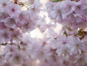 Japanische Zierkirsche  Japanese Cherry Blossoms : baum, blooming, blossom, blossoming, blossoms, blühend, blüten, bäume, cherry blossoms, flowering, frühling, japanese cherry, japanische kirsche, japanische zierkirsche, kirschblüten, pflanze, pflanzen, plant, plants, spring, tree, trees, zierkirsche