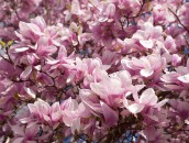 Magnolienblüten  Magnolia Blossoms : 24mm, 24mm f/1.4, 24mm1.4, baden-wuerttemberg, baden-württemberg, blooming, blossom, blossoming, blossoms, blühend, blüte, blüten, deutschland, enzkreis, flowering, frühling, germany, magnolia, magnolie, maulbronn, pflanze, pflanzen, plant, plants, spring
