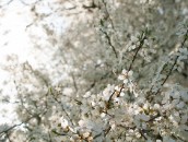 Wilde Obstblüten  White Blossoms : 24mm, 24mm f/1.4, 24mm1.4, ast, baum, blooming, blossom, blossoming, blossoms, blühend, blüte, blüten, branch, branches, bäume, flowering, fruit tree blossoms, frühling, obstbaumblüte, obstbaumblüten, obstblüte, obstblüten, pflanze, pflanzen, plant, plants, spring, tree, trees, zweige, äste