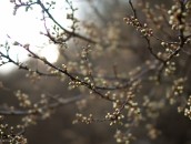 Schlehenknospen  Sloe Buds : 24mm, 24mm f/1.4, 24mm1.4, ast, baum, blooming, blossoming, blumen, blühend, branch, branches, bäume, flower, flowering, flowers, frühling, pflanze, pflanzen, plant, plants, schlehenblüten, sloe blossoms, spring, tree, trees, zweige, äste