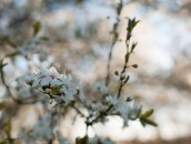 Weiße Blüten  White Blossoms : 24mm, 24mm f/1.4, 24mm1.4, ast, baum, blooming, blossoming, blühend, branch, branches, bäume, flowering, fruit tree blossoms, frühling, obstbaumblüte, obstbaumblüten, obstblüte, obstblüten, pflanze, pflanzen, plant, plants, spring, tree, trees, zweige, äste