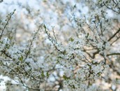 Weiße Blüten  White Blossoms : 24mm, 24mm f/1.4, 24mm1.4, ast, baum, blooming, blossoming, blühend, branch, branches, bäume, flowering, fruit tree blossoms, frühling, obstbaumblüte, obstbaumblüten, obstblüte, obstblüten, pflanze, pflanzen, plant, plants, spring, tree, trees, zweige, äste