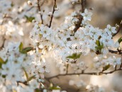 Weiße Blüten  White Blossoms : ast, baum, blooming, blossoming, blühend, branch, branches, bäume, flowering, fruit tree blossoms, frühling, obstbaumblüte, obstbaumblüten, obstblüte, obstblüten, pflanze, pflanzen, plant, plants, spring, tree, trees, zweige, äste