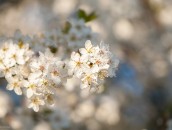 Weiße Blüten  White Blossoms : baum, blooming, blossoming, blühend, bäume, flowering, fruit tree blossoms, frühling, obstbaumblüte, obstbaumblüten, obstblüte, obstblüten, pflanze, pflanzen, plant, plants, spring, tree, trees