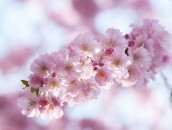 Zierkirsche  Japanese Cherry Blossoms : baden-wuerttemberg, baden-württemberg, baum, blooming, blossom, blossoming, blossoms, blühend, blüte, blüten, bäume, cherry blossoms, deutschland, flowering, germany, japanese cherry, japanische kirsche, japanische zierkirsche, kirschblüten, pflanze, pflanzen, plant, plants, tree, trees, zierkirsche
