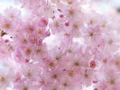Zierkirsche  Japanese Cherry Blossoms : baden-wuerttemberg, baden-württemberg, baum, blooming, blossom, blossoming, blossoms, blühend, blüte, blüten, bäume, cherry blossoms, deutschland, flowering, germany, japanese cherry, japanische kirsche, japanische zierkirsche, kirschblüten, pflanze, pflanzen, plant, plants, tree, trees, zierkirsche