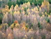 Herbstwald  Autumn Forest : autumn, baden-wuerttemberg, baden-württemberg, baum, birch, birch tree, birke, birken, black forest, bäume, deutschland, forest, germany, herbst, pflanze, pflanzen, plant, plants, schwarzwald, tree, trees, wald, wood, woods