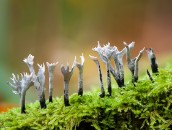 Geweihförmige Holzkeule  Strange Fungi : autumn, forest, fungi, fungus, geweihförmige holzkeule, herbst, mushroom, mushrooms, nature, pilz, pilze, wald, wood, woods