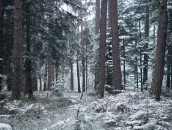 Schnee im Wald  Trees in the Forest powdered with Snow : 24mm, 24mm f/1.4, 24mm1.4, baden-wuerttemberg, baden-württemberg, baum, black forest, bäume, deutschland, forest, frost, frozen, germany, heidelbeerwald, kiefer, kiefern, pflanze, pflanzen, pine, pine tree, plant, plants, schnee, schwarzwald, snow, snowing, tree, trees, wald, winter, wood, woods