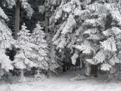 Verschneite Bäume  Snowy Trees : 24mm, 24mm f/1.4, 24mm1.4, baden-wuerttemberg, baden-württemberg, black forest, deutschland, forest, frost, frosty, frosty rime, germany, hoar-frost, hoarfrost, ice, icy, raureif, reif, rime, schwarzwald, wald, winter, wood, woods