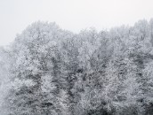 Weiße Bäume  Snowy Trees : 24mm, 24mm f/1.4, 24mm1.4, baden-wuerttemberg, baden-württemberg, black forest, deutschland, forest, frost, frosty, frosty rime, germany, hoar-frost, hoarfrost, ice, icy, raureif, reif, rime, schwarzwald, wald, winter, wood, woods