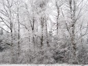 Weiße Bäume  Snowy Trees : 24mm, 24mm f/1.4, 24mm1.4, baden-wuerttemberg, baden-württemberg, baum, black forest, bäume, deutschland, forest, frost, frosty, frosty rime, germany, hoar-frost, hoarfrost, ice, icy, pflanze, pflanzen, plant, plants, raureif, reif, rime, schwarzwald, tree, trees, wald, winter, wood, woods