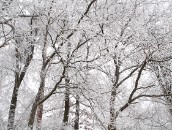 Weiße Zweige  Snowy Branches : 24mm, 24mm f/1.4, 24mm1.4, ast, baden-wuerttemberg, baden-württemberg, baum, black forest, branch, branches, bäume, deutschland, forest, frost, frosty, frosty rime, germany, hoar-frost, hoarfrost, ice, icy, pflanze, pflanzen, plant, plants, raureif, reif, rime, schwarzwald, tree, trees, wald, winter, wood, woods, zweige, äste