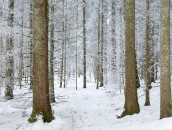 Weißer Wald  Snowy Forest : 24mm, 24mm f/1.4, 24mm1.4, baden-wuerttemberg, baden-württemberg, black forest, coniferous forest, deutschland, fichtenwald, forest, frost, frosty, frosty rime, germany, hoar-frost, hoarfrost, ice, icy, nadelwald, raureif, reif, rime, schwarzwald, softwood forest, tannenwald, wald, winter, wood, woods